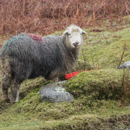 Helton Fell Apartamento *