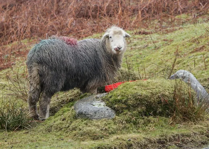 Helton Fell דירה *